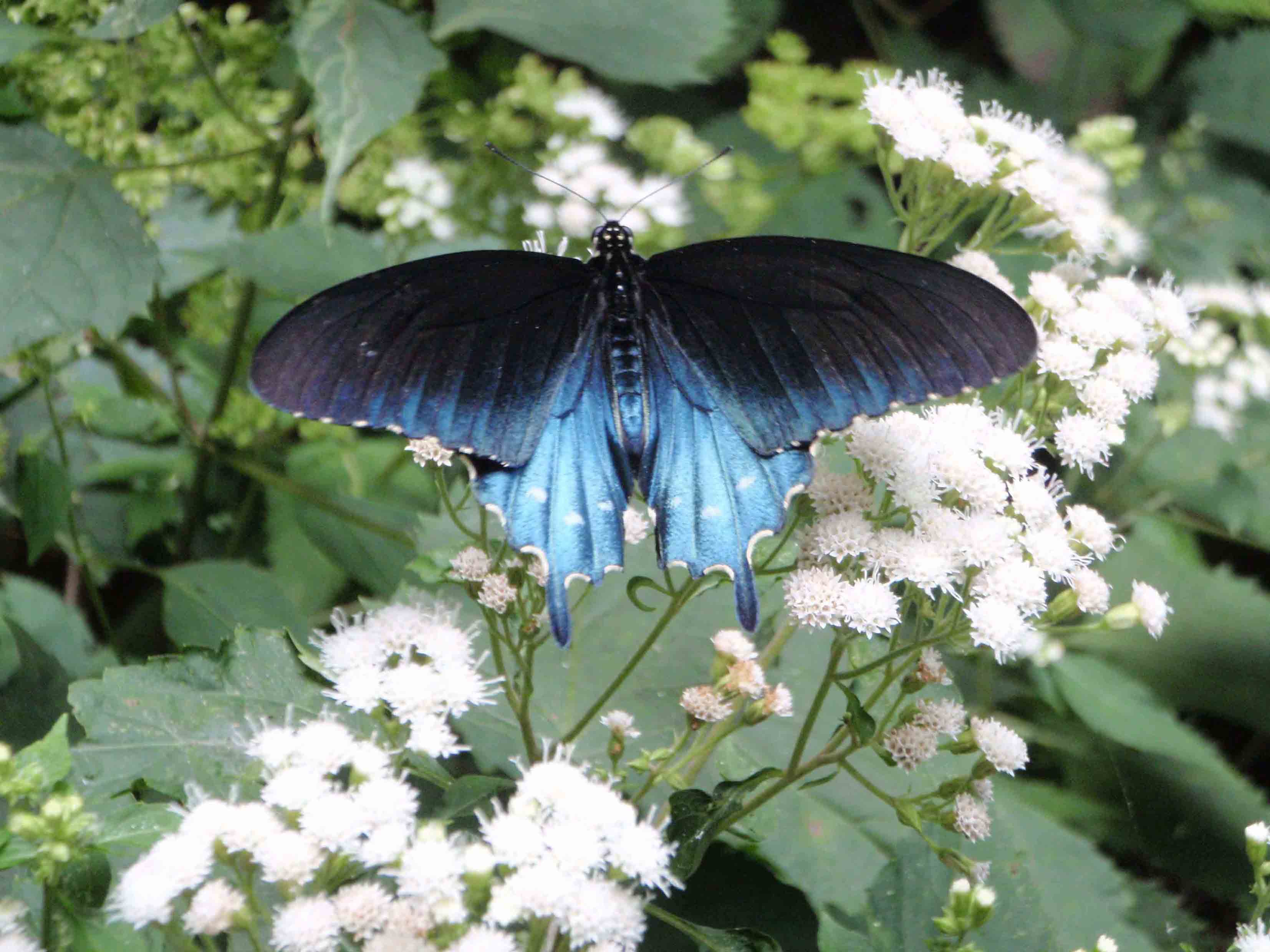 A MIGRATING BUTTERFLY RESTS ON A SNAKE ROOT PLANT I chose the hikes in this - photo 5