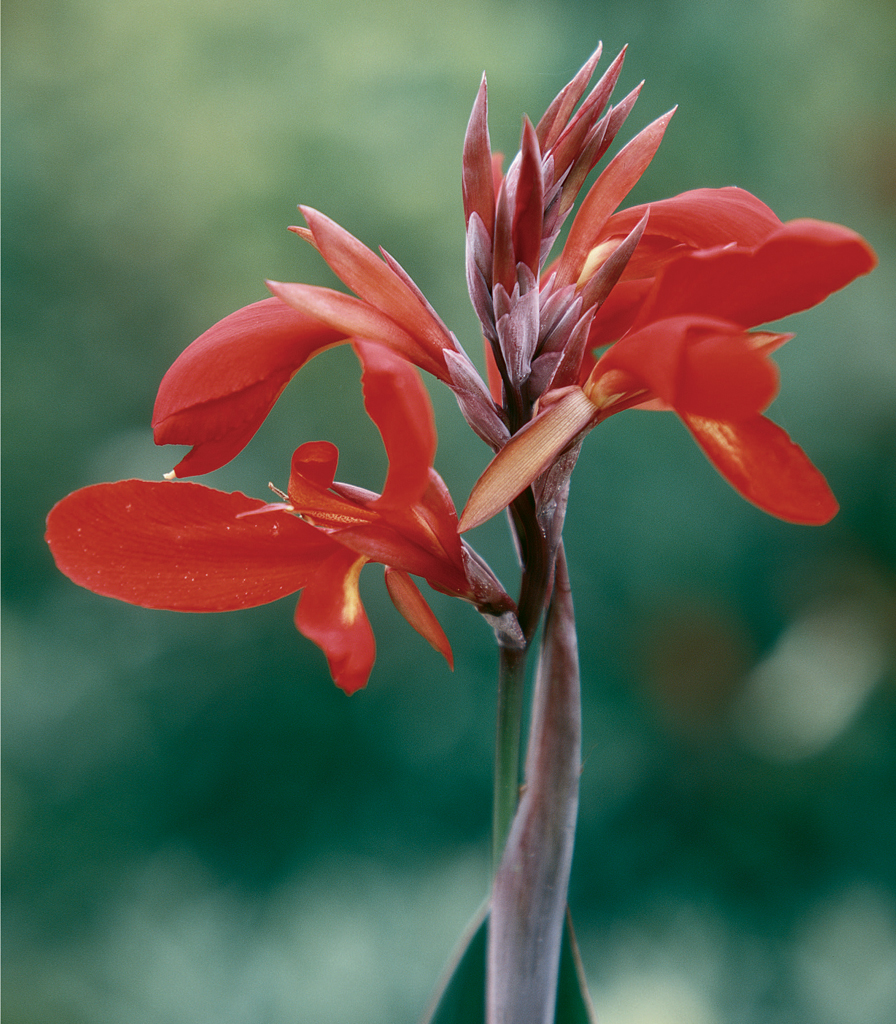 Pinks Dianthus Lady in Red An old-fashioned but perennially effective - photo 5