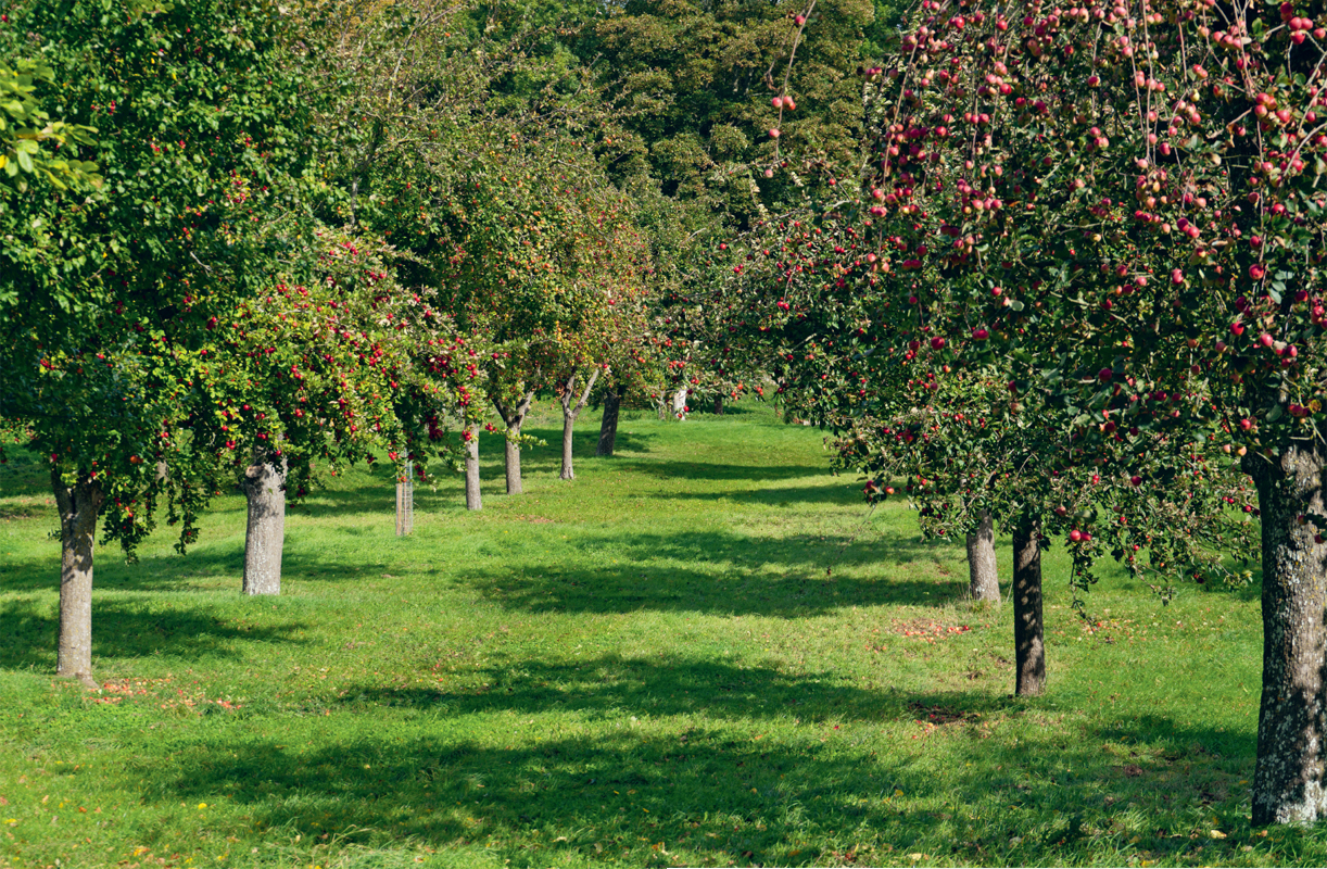 An apple a day keeps the doctor away or so goes the old English proverb - photo 4