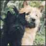 Cairn Terrier - image 3