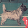 Cairn Terrier - image 4