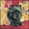 Cairn Terrier - image 5