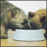 Cairn Terrier - image 6