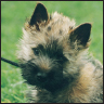 Cairn Terrier - image 7