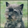 Cairn Terrier - image 9