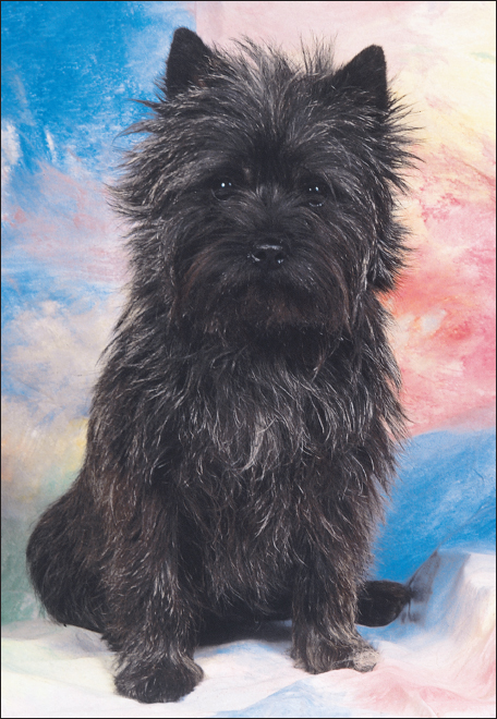 Even though the Cairn Terrier is an ancient breed it was officially recognized - photo 12