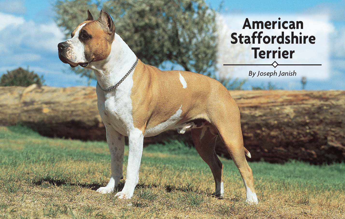 American Staffordshire Terrier - image 2
