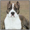 American Staffordshire Terrier - image 3