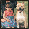 American Staffordshire Terrier - image 4