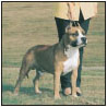 American Staffordshire Terrier - image 5