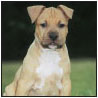 American Staffordshire Terrier - image 6