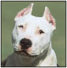 American Staffordshire Terrier - image 10