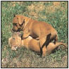 American Staffordshire Terrier - image 12