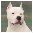 Fearless and tenacious the Dogo Argentino has come to the aid of many a farmer - photo 2