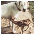 Known first and foremost for his prowess as a hunter the Dogo Argentino is now - photo 3