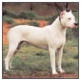 Learn the requirements of a well-bred Dogo Argentino by studying the - photo 4