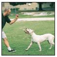 By Charlotte Schwartz Be informed about the importance of training your Dogo - photo 7