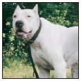 Consider the care of your senior Dogo Argentino including the proper diet for - photo 9