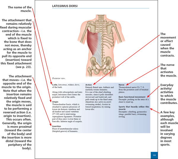 The nervous system comprises The central nervous system CNSie the brain - photo 4