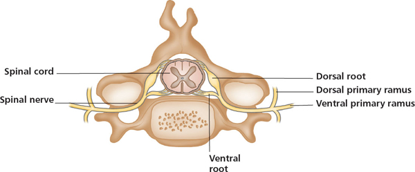 A spinal segment showing the nerve roots combining to form a spinal nerve - photo 5