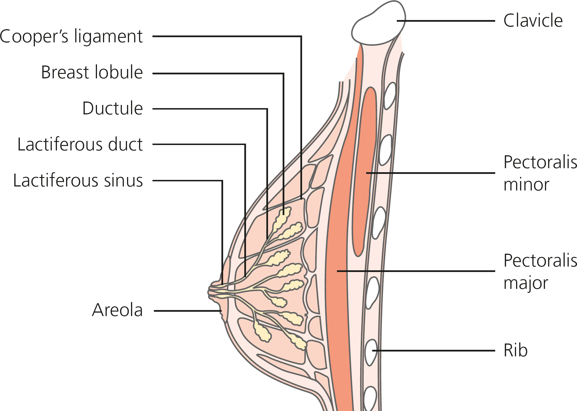 Figure 11 Structure of the normal breast The lymphatics of the breast tissue - photo 6