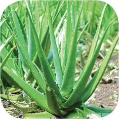 Aloe Vera Aloe vera which can be found as a topical gel at any drugstore is - photo 12