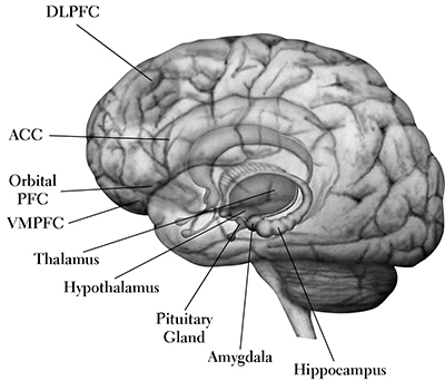Diagram of the human brain Preface The thing always happens that you really - photo 2