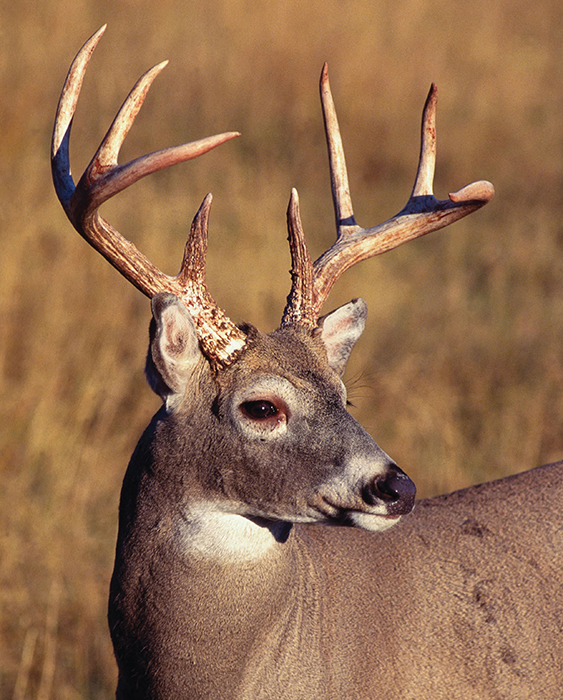 White-tailed deer antlers have single tines that grow from the main beams - photo 2