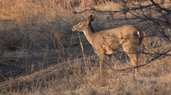 A broadside shot is the best position to shoot a deer but be aware of any - photo 3