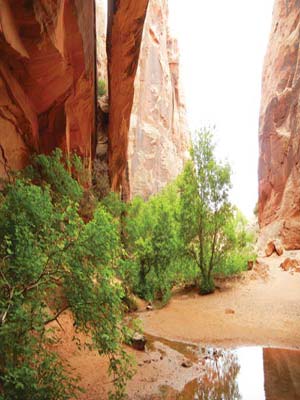 WHERE TO GO Zion National Park In Zion National Park hiking trails lead up - photo 14