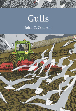 John Professor - Gulls