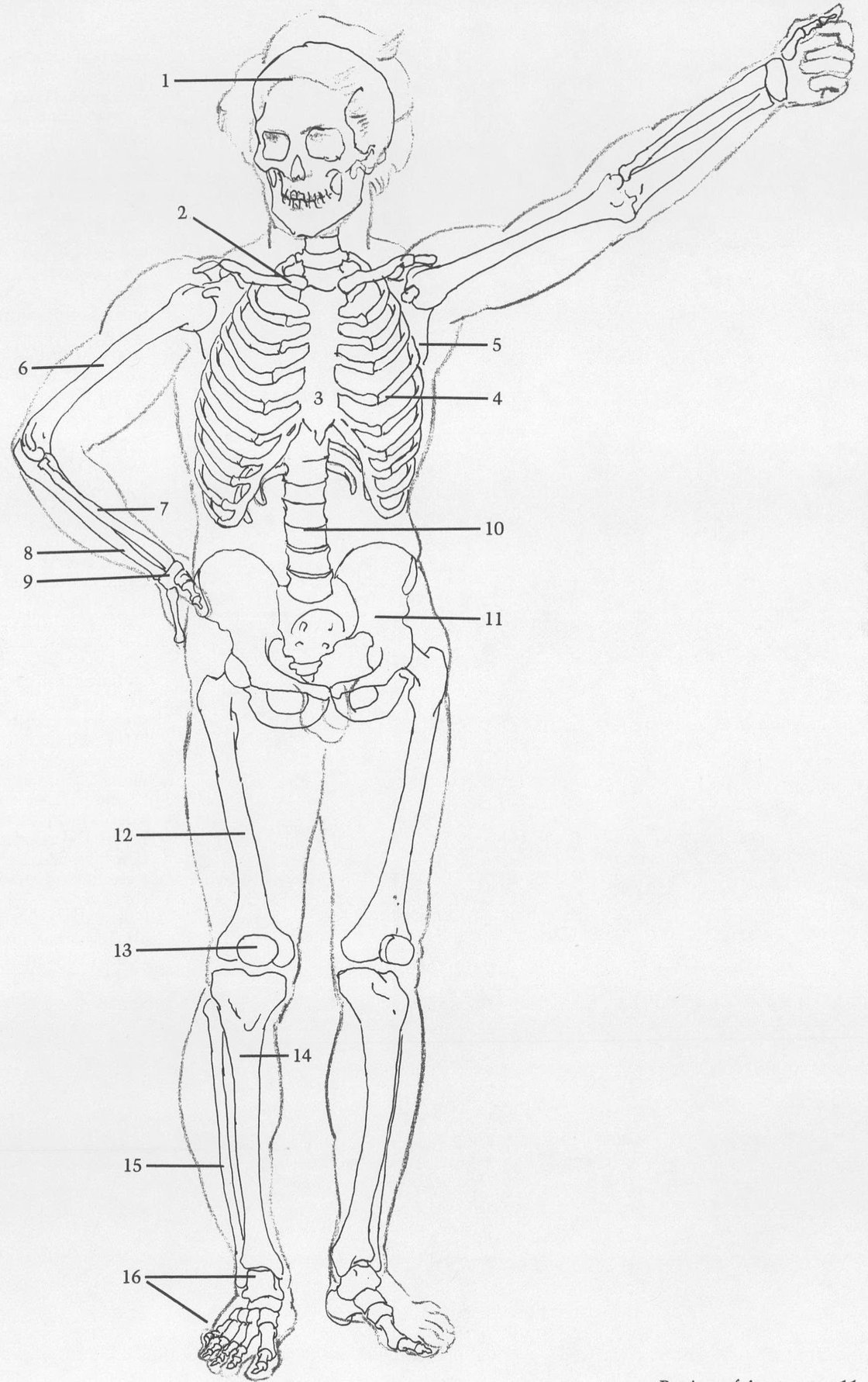 MALE FIGURE FRONT VIEW SURFACE ANATOMY A Sternomastoid muscles create - photo 4