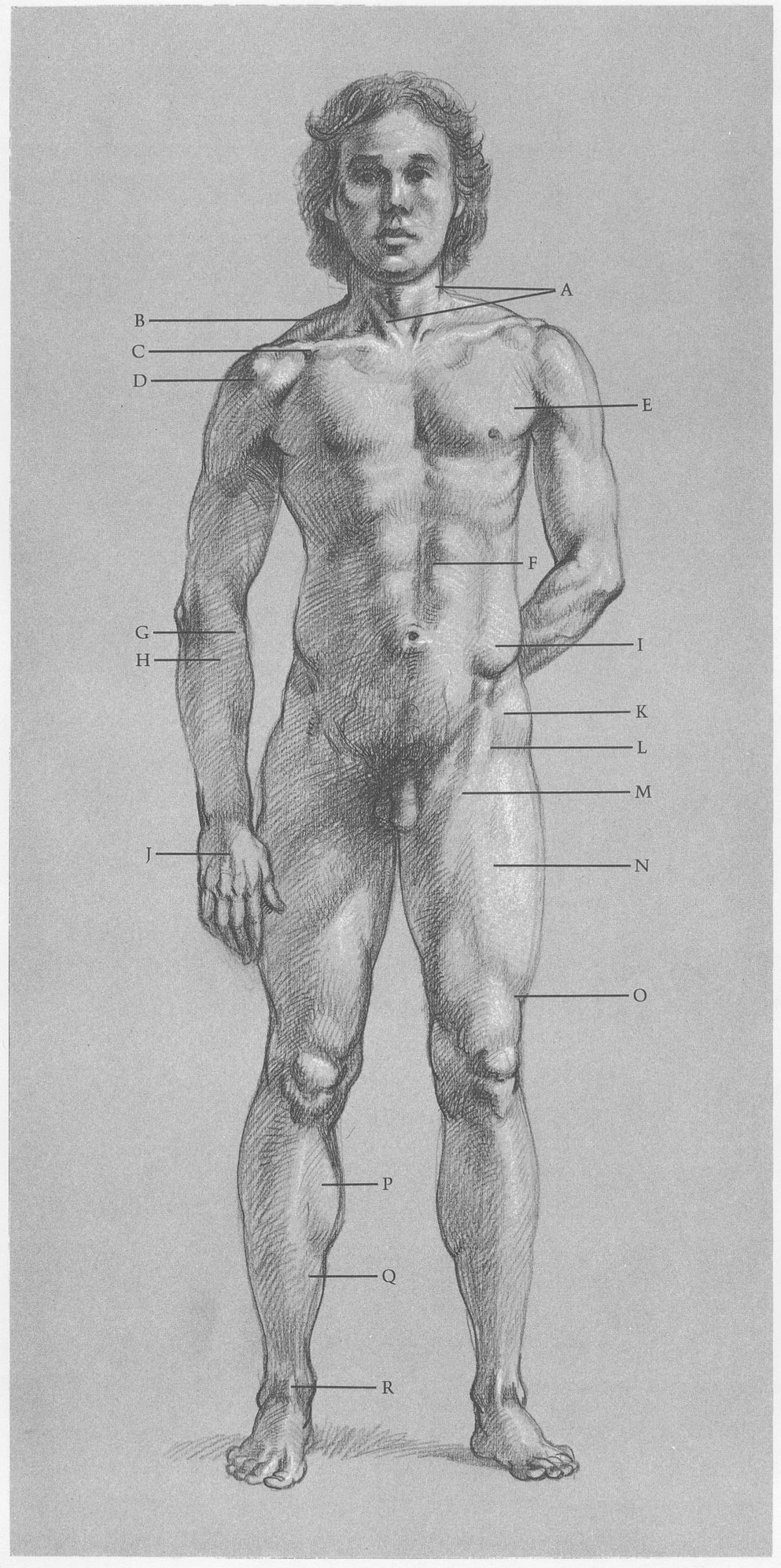 SURFACE ANATOMY A Sternomastoid muscles create V shape B Trapezius - photo 5