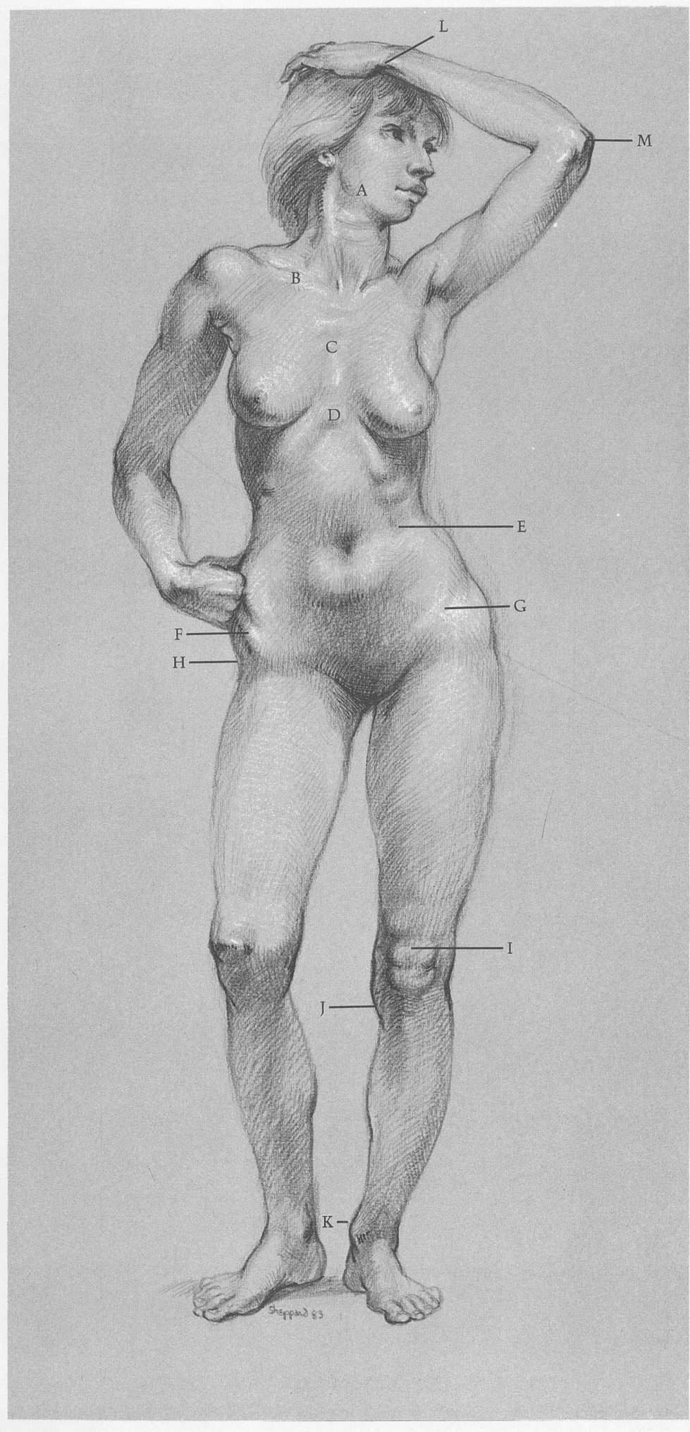 SURFACE ANATOMY A Jawbone determines contour of face B Note slant of - photo 7