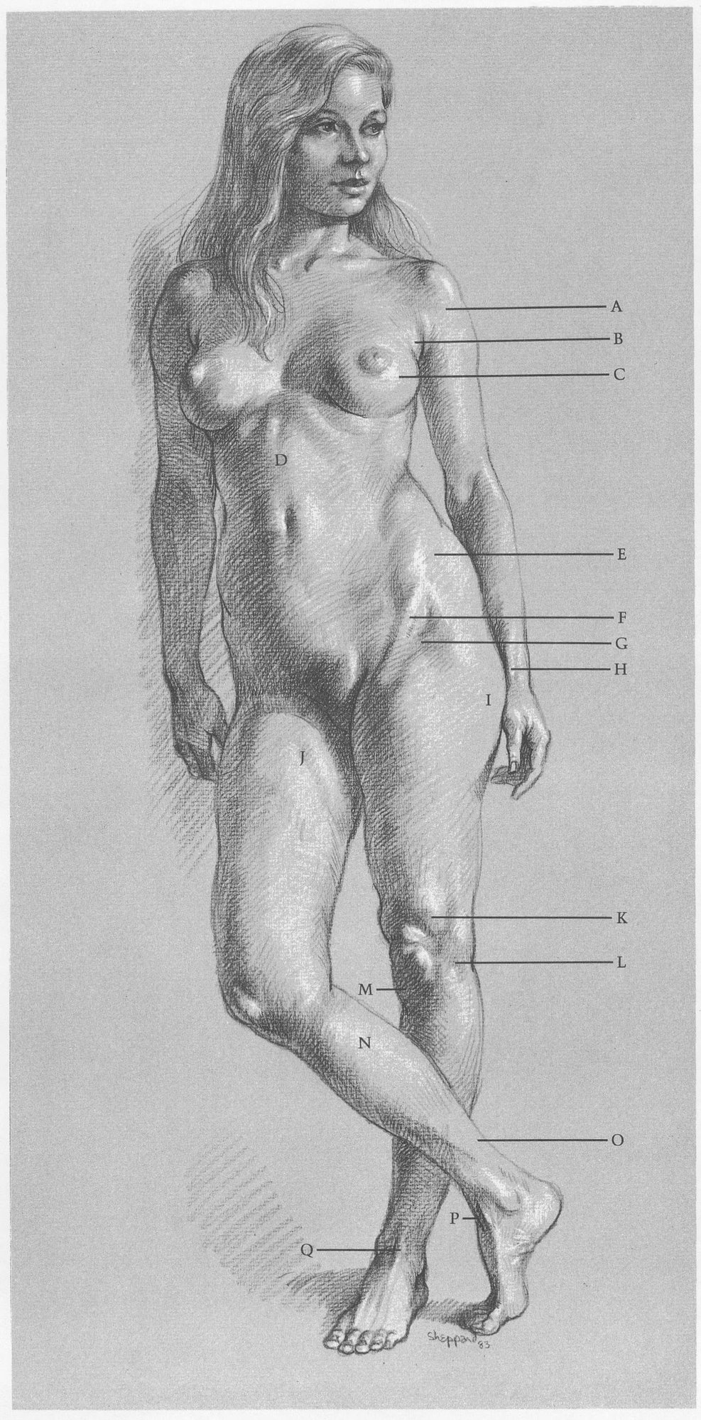 SURFACE ANATOMY A Deltoid attaches to clavicle B Pectoralis lies beneath - photo 9