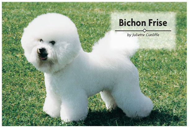 Contents Consider the various theories of the evolution of the Bichon breeds - photo 2