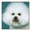 Consider the various theories of the evolution of the Bichon breeds and the - photo 3