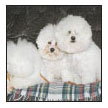 Consider the many charming attributes of the Bichon Frise and determine whether - photo 4