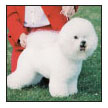 Learn the requirements of a well-bred Bichon Frise by studying the description - photo 5