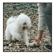 By Charlotte Schwartz Be informed about the importance of training your Bichon - photo 8