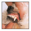 Discover how to select a qualified vet and care for your dog at all stages of - photo 9