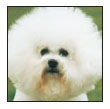 Consider the care of your senior Bichon Frise including the proper diet for a - photo 10