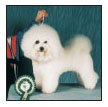 Experience the dog show world including different types of shows and the - photo 11