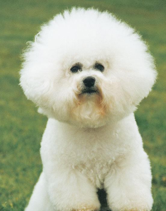 The country of origin of the Bichon Frise is probably France Sailors carried - photo 12