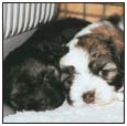 Find out about how to locate a well-bred Lwchen puppy Discover which questions - photo 6