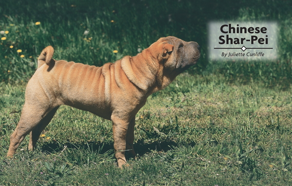 Contents A true survivor the Shar-Pei has prevailed despite the destruction - photo 2