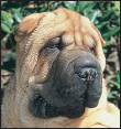 A true survivor the Shar-Pei has prevailed despite the destruction of Chinese - photo 3