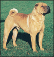 Learn the requirements of a well-bred Shar-Pei by studying the description of - photo 5