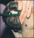 Discover how to select a proper veterinarian and care for your dog at all - photo 9