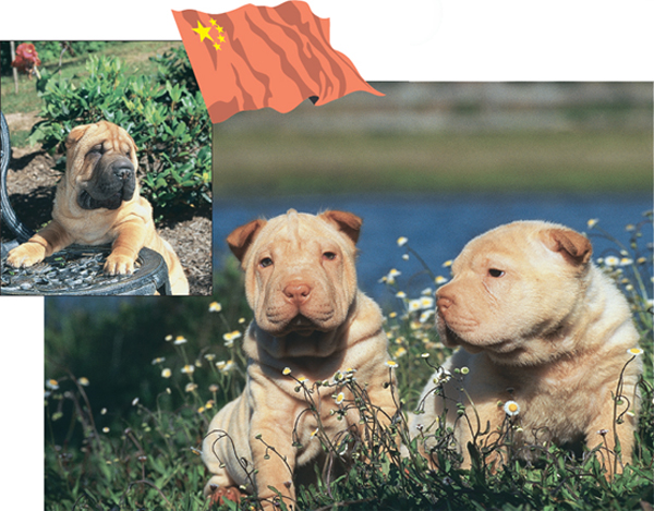 The Chinese Shar-Pei has captured the passions and imaginations of fanciers - photo 10